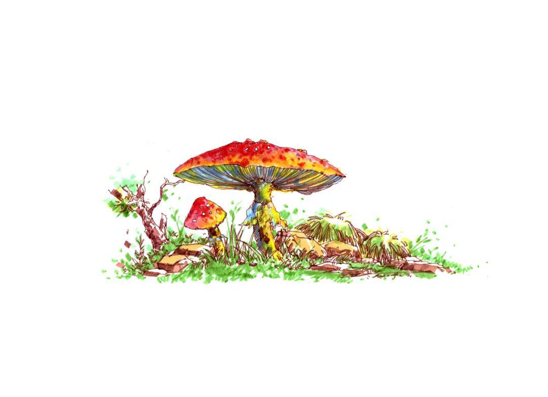 How to Draw Mushroom Step by Step