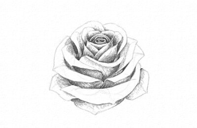 15 Easy Steps to Draw a Rose