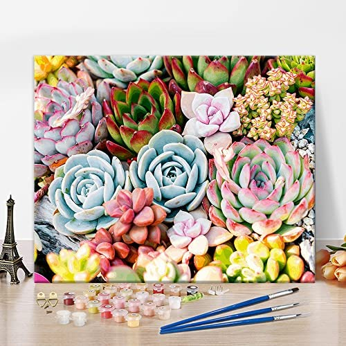 Oil Hand Painting Plants DIY Paint by Numbers for Adults Beginner Drawing  with Brushes Christmas Decor Decorations Gifts for Home Decor  16x20inch-Cute Succulent