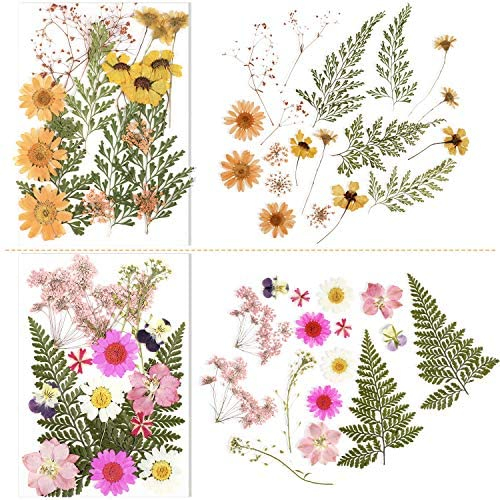 Nuanchu Pressed Flowers Resin Flowers for Resin Mold, Real Daisy Dried Flower Leaves Natural with Tweezers for Scrapbooking DIY Candle Accessories Jewelry Crafts Making